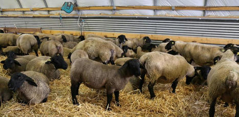 Conjoncture ovine : les abattages d’agneaux augmentent | Actualité Bétail | Scoop.it