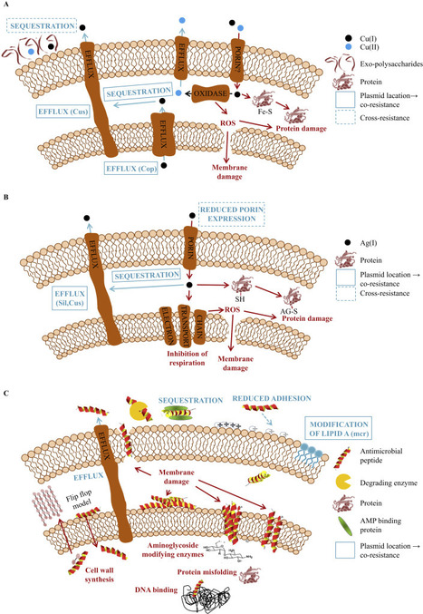 Selection of resistance by antimicrobial coatings in the healthcare setting | Healthcare: reloaded... | Scoop.it