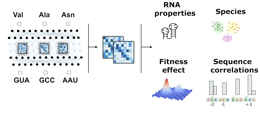 Decoding synonymous codon selection with a tran...