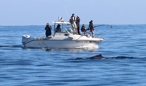 Baleines &agrave; La R&eacute;union : seulement 14 individus observ&eacute;s en 2026 | Revue de presse C&eacute;tac&eacute;s | Scoop.it