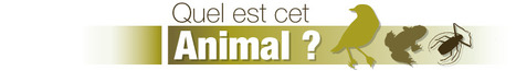 Aide à la détermination : La galerie de "Quel est cet animal ?" | Biodiversité - @ZEHUB on Twitter | Scoop.it