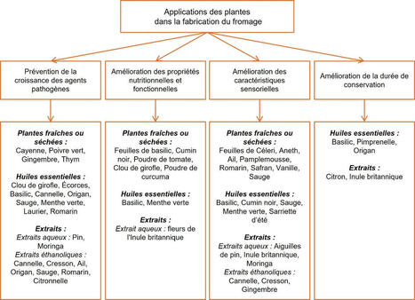Potentiels des plantes dans l’amélioration de la qualité du fromage et du yaourt au lait de chamelle	| INRAE Productions Animales | AGROALIMENTAIRE | Scoop.it