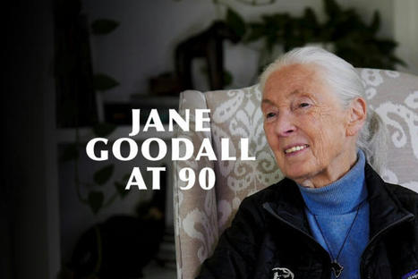 Jane Goodall on turning 90 and building empathy for nature | Empathy Movement Magazine | Scoop.it