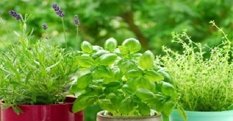 8 remèdes naturels que vous pouvez faire pousser chez vous | Santé par les plantes | Scoop.it