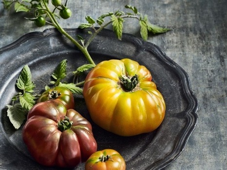 Atouts cachés de la tomate - 180°C - La gazette | IPCI : Ingénierie de Produits à l'interface Cuisine-Industrie | Scoop.it