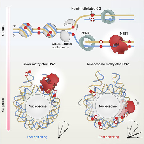 DNA methylation: beyond replication (IPS2 / SPS) | Plant Sciences | Scoop.it