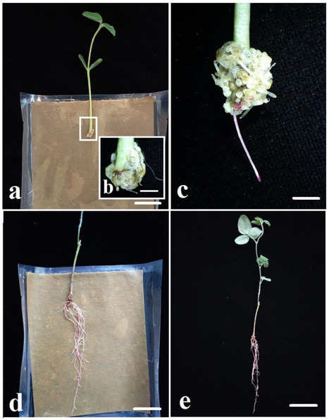 Original Paper in Legume Sci &bull; Belzile & Torkamaneh Labs 2026 &bull;&nbsp;One-Step ex Vitro Hairy Root Transformation of Soybean Using the RUBY Visible Reporter Gene | Originals | Scoop.it
