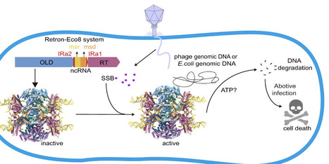 Structural basis of Retron&ndash;Eco8-mediated antiphage defense | nar | RMH | Scoop.it