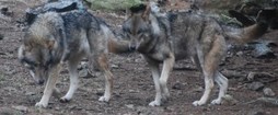 L’hiver, une période pleine de rebondissement « Le Blog de Jean | Loup | Scoop.it