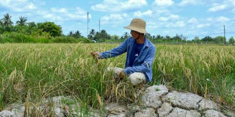 Vietnam's 'rice bowl' cracks in monster heatwave - Raw Story | Agents of Behemoth | Scoop.it