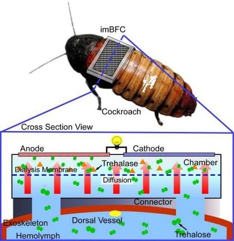 Des nouvelles des insectes : « On lui casse du sucre sur le dos » | EntomoNews | Scoop.it