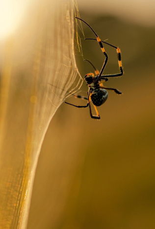New Series Debuts: How Does Nature Make It? | MAKE | Biomimicry 3.8 | Scoop.it