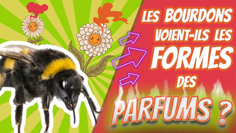 Les bourdons voient ils les formes de parfum ? | EntomoScience | Scoop.it