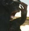 Is empathy in humans and apes actually different? | (e) Science News | Empathy and Animals | Scoop.it