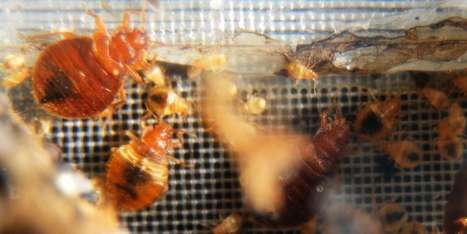 Elles font vivre « un enfer à des centaines de milliers de familles » : les punaises de lit deviennent un problème politique | Variétés entomologiques | Scoop.it