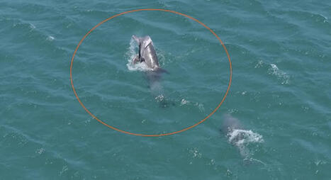 Heartbreaking Scenes as Dolphin Tries to Revive Dead Calf in Jeju Waters | Soggy Science | Scoop.it