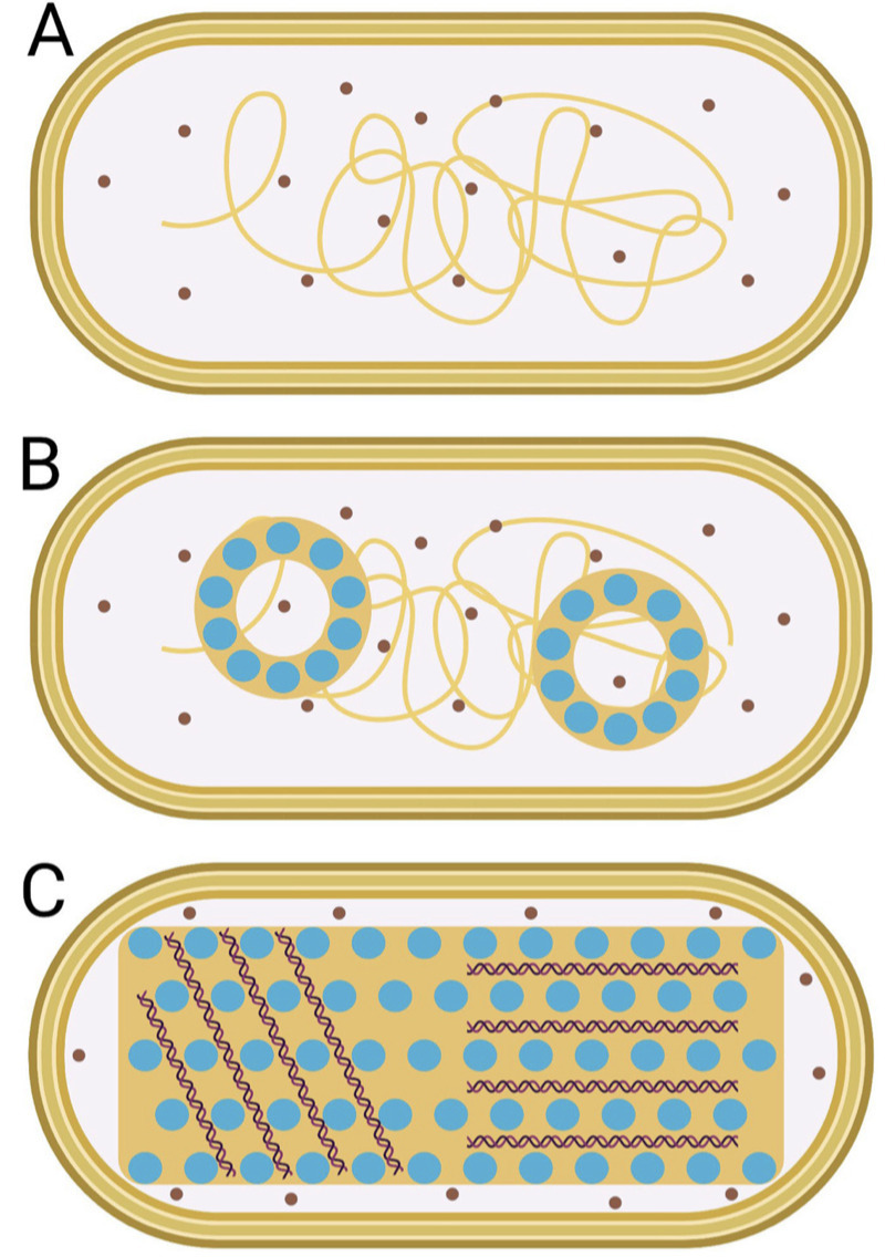 Dps Is a Universally Conserved Dual-Action DNA-...