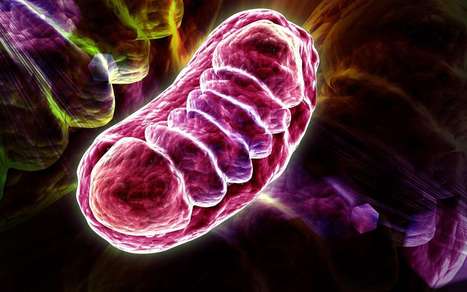 Maladie de Parkinson : l'intestin et le recyclage des mitochondries en cause (MAJ) | #Research #Santé #Health | 21st Century Innovative Technologies and Developments as also discoveries, curiosity ( insolite)... | Scoop.it