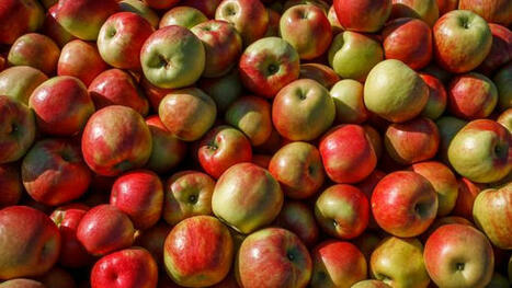 Is an apple a day really good for your health? | Hospitals and Healthcare | Scoop.it