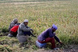 Egypt - New investments in fertiliser sector suspended until crises resolved | MED-Amin network | Scoop.it