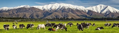 Une transmission par étapes avec le share-milking en Nouvelle Zélande | Lait de Normandie... et d'ailleurs | Scoop.it