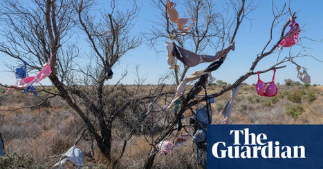 ‘An unexplained phenomenon’: the Australian obsession for putting stuff in trees. | Trans Tasman Migration | Scoop.it