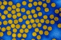 Study: 1 in 6 Cancers Are Caused by Infection | Healthland | TIME.com | Virology News | Scoop.it