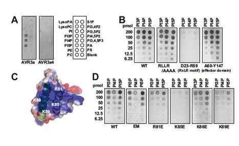 PNAS: Phosphatidylinositol monophosphate-binding interface in the oomycete RXLR effector AVR3a is required for its stability in host cells to modulate plant immunity (2011) | Publications | Scoop.it