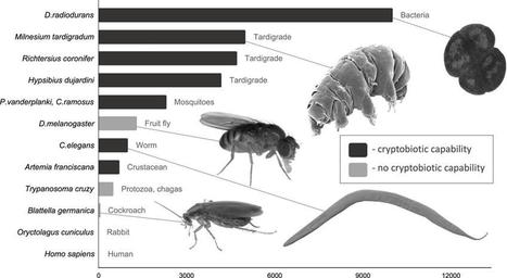 Des scientifiques proposent d’envoyer de minuscules créatures dans des voyages interstellaires | EntomoNews | Scoop.it