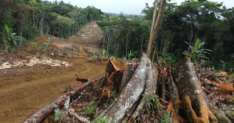 Les écosystèmes forestiers tropicaux s'appauvrissent, selon l'Inrae | ECOLOGIE - ENVIRONNEMENT | Scoop.it