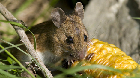 Improve your memory in a surprising way | British Council Voices | Canciones, videos y juegos para la clase de ingl&eacute;s | Scoop.it