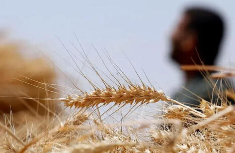 EGYPT diversifies wheat imports away from Russia and Ukraine, minister quoted as saying | MED-Amin network | Scoop.it