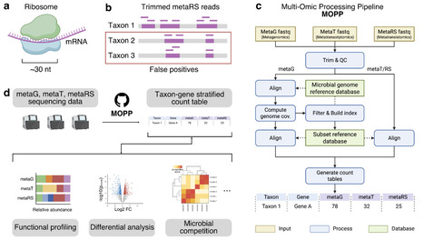 A Multi-Omics Processing Pipeline (MOPP) for Extracting Taxonomic and Functional Insights from Metaribosome Profiling (metaRibo-Seq) data | brvsys | RMH | Scoop.it