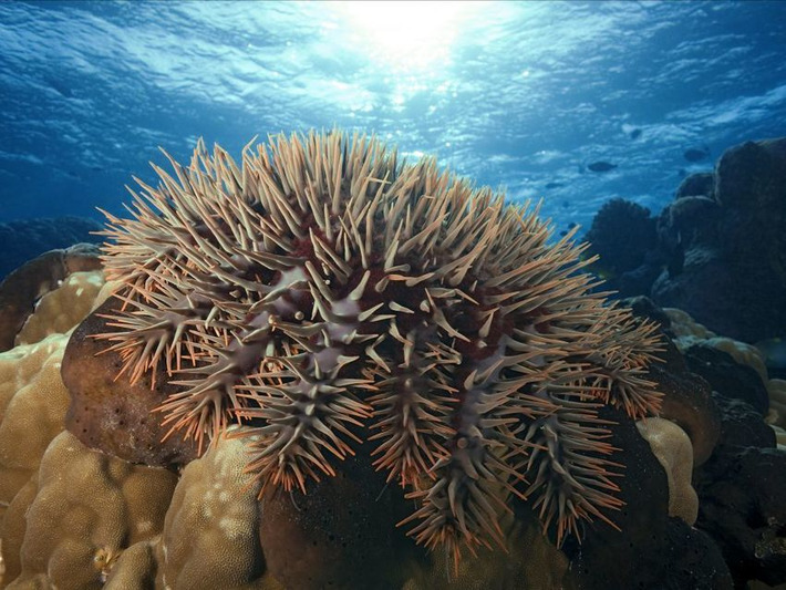 étoile De Mer In Vie Marine Et Biodiversité Scoopit