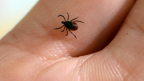 Maladie de Lyme : 300 malades vont déposer plainte au pénal dès janvier | EntomoNews | Scoop.it