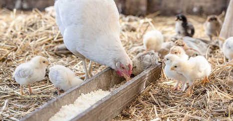 Putin resurrects Soviet super chicken | Revue de presse - Club DEMETER | Scoop.it