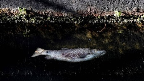L’#incendie d’une #usine près de# Barcelone provoque la #pollution d'un fleuve | Gestion de crise | Scoop.it
