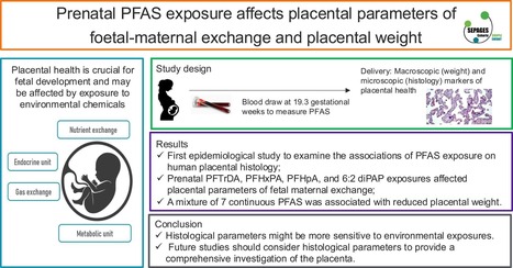 Les PFAS peuvent altérer la santé du placenta pendant la grossesse | Les Colocs du jardin | Scoop.it