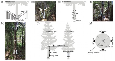 Original Paper in Hydrol Process &bull; Pepin Lab 2021 &bull; Observations of canopy storage capacity and wet canopy evaporation in a humid boreal forest | Originals | Scoop.it
