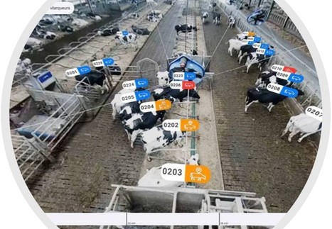 Des vaches sous vidéosurveillance permanente pour détecter si tout va bien dans le troupeau | Lait de Normandie... et d'ailleurs | Scoop.it