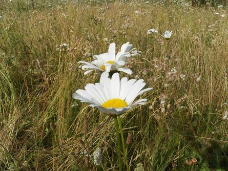 Les « prairies urbaines » : ça grouille de vie ! Vigie Nature | Biodiversité | Scoop.it