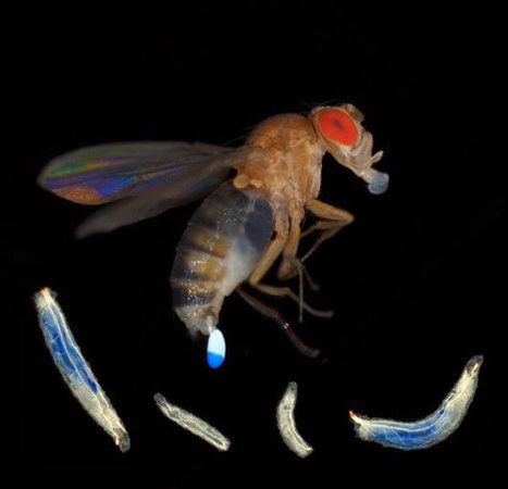 Des probiotiques pour mieux grandir ? | Microbiologie | Scoop.it