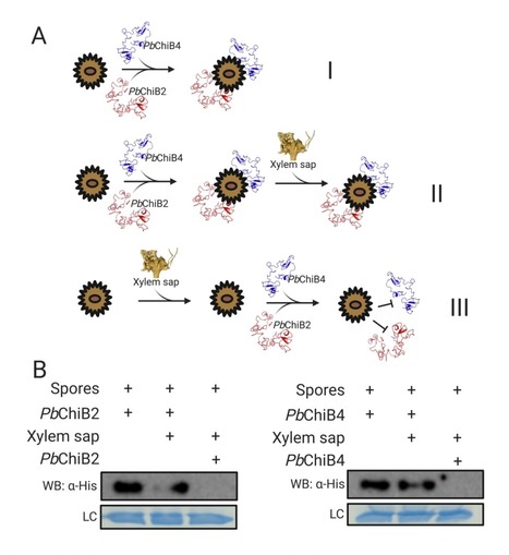 Original Paper in PhytoFrontiers &bull; P&eacute;rez-L&oacute;pez Lab 2021 &bull; Plasmodiophora brassicae CBM18 proteins bind chitin and suppress chitin-triggered immunity | Originals | Scoop.it