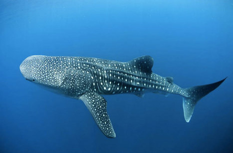 BEAUTIFUL PHOTOS OF OUR OCEAN FRIENDS Whale Sharks and More by alastair.pollock | OUR OCEANS NEED US | Scoop.it