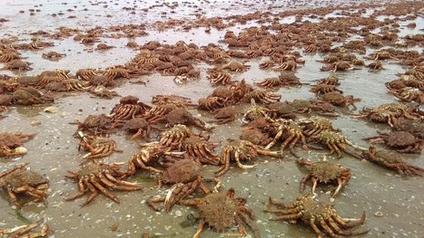 Plérin : des milliers d'araignées de mer échouées sur la plage - France 3 Bretagne | Variétés entomologiques | Scoop.it