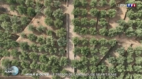 Sécheresse : l'Espagne, premier exportateur d'huile d'olive, fait face à une mauvaise récolte | CORPS GRAS | Scoop.it