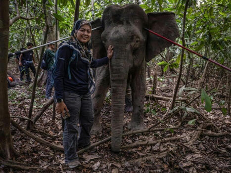 Born&eacute;o: la femme qui murmurait &agrave; l'oreille des &eacute;l&eacute;phants | &Eacute;cosyst&egrave;mes Tropicaux | Scoop.it
