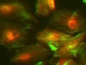Skin Stem Dev laboratory | Genetic Engineering Publications - GEG Tech top picks | Scoop.it