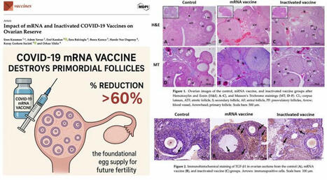 🚨 A recent study found rats injected with human-equivalent mRNA doses… | Nicolas Hulscher, MPH | 11 comments | Hésitations Vaccinales: Observatoire HESIVAXs | Scoop.it