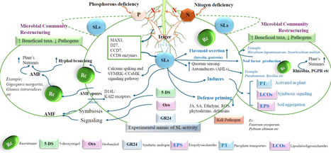 Strigolactones Targeting Plant&ndash;Microbe Dialogues From Roots to Soil: Unlocking Pathways for Sustainable Agriculture | ppl | RMH | Scoop.it